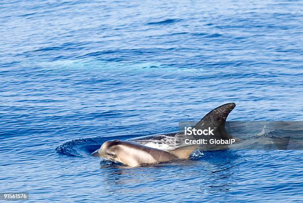 Golfinho Jovem - Fotografias de stock e mais imagens de Golfinho - Golfinho, Animal, Animal em via de extinção