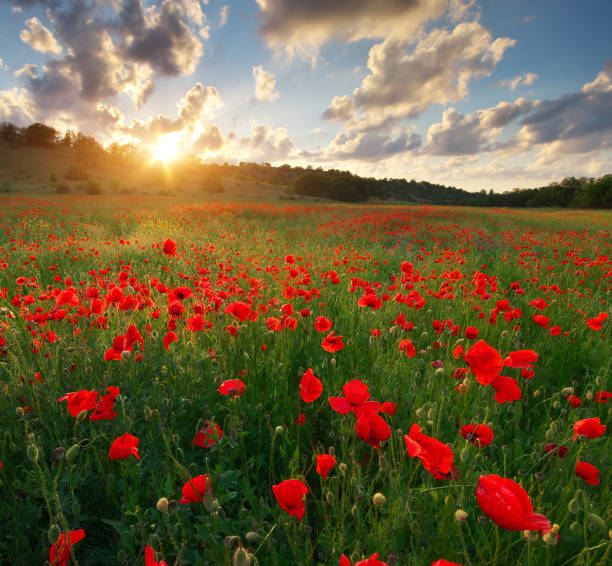 istock Poppy meadow landscape 915616706
