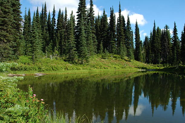 istock Lake in Mount Rainier National Park 91561818