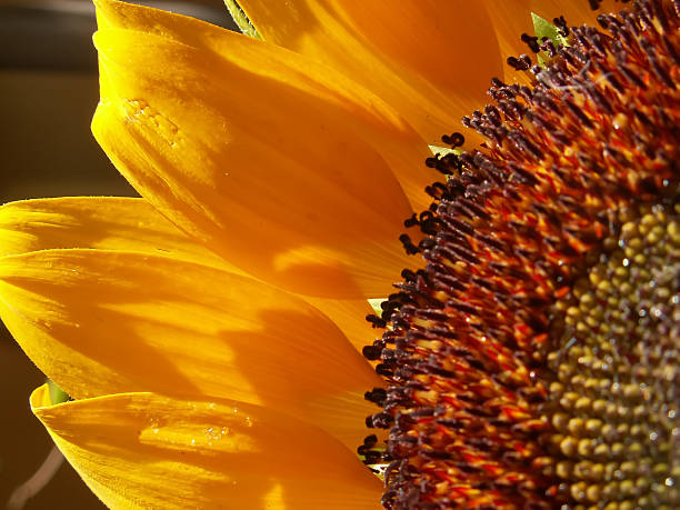 sunflower stock photo