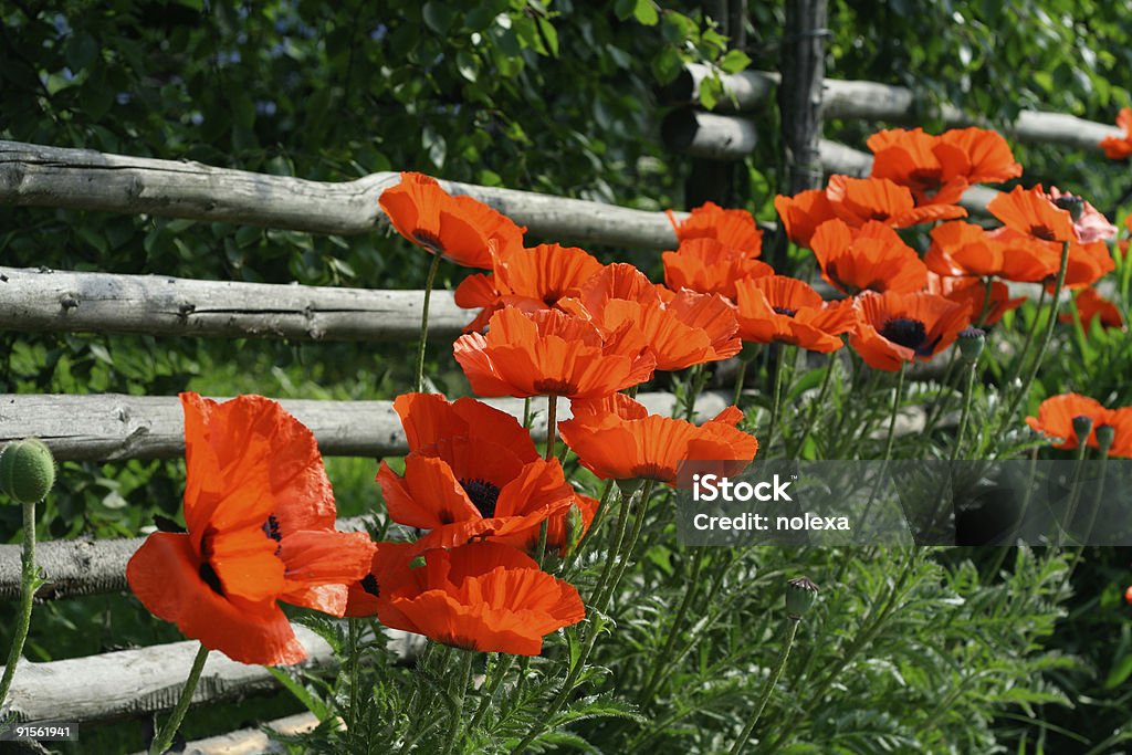 Clôture de perches et coquelicots - Photo de Arbre libre de droits