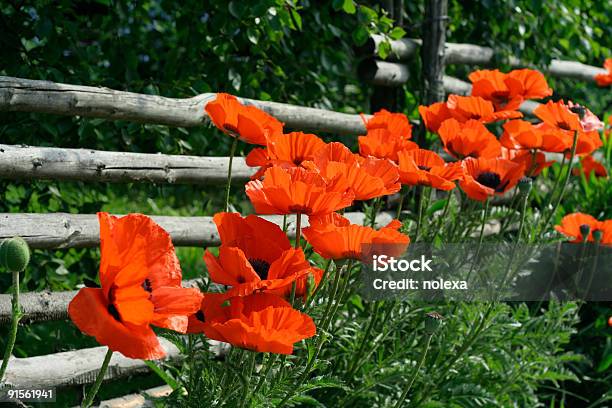 Foto de Apique E Poppies e mais fotos de stock de Alto contraste - Alto contraste, Botão - Estágio de flora, Brilhante - Luminosidade