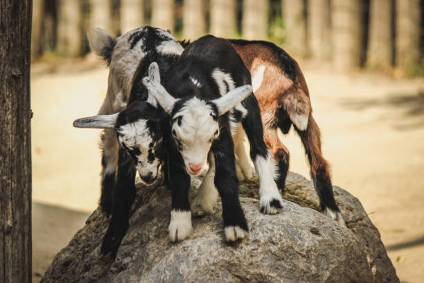 Four young goats playing on a rock, pushing one another, and struggling for supremacy atop the rock