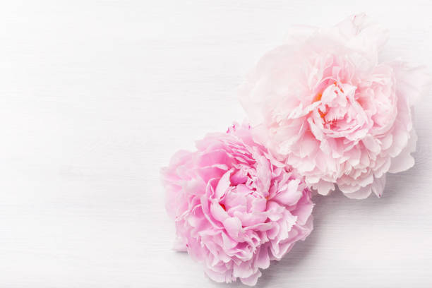 istock beautiful pink peony flower background 915620496