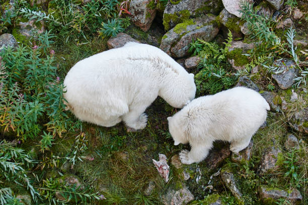 eisbär mit seinem cub. tierwelt tier hintergrund. - polar bear young animal isolated cub stock-fotos und bilder