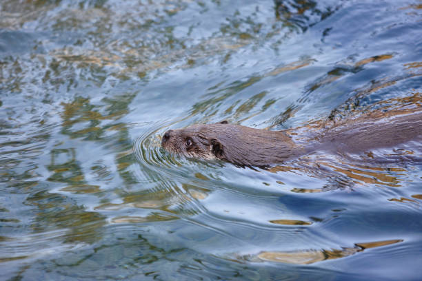 istock Wild otter swimming on a river. Wildlife nature background 915620728