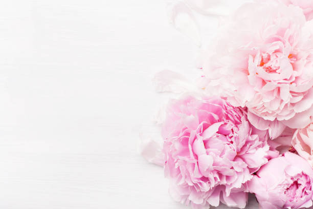 istock beautiful pink peony flower background 915621166