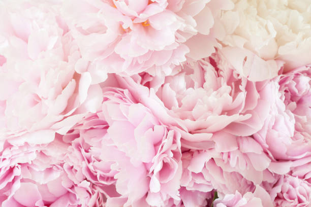 istock beautiful pink peony flower background 915621230