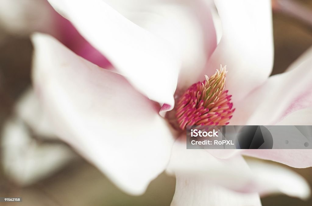 Magnolia - Zbiór zdjęć royalty-free (Azja)