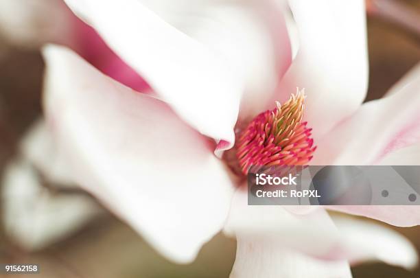 Magnolia - zdjęcia stockowe i więcej obrazów Azja - Azja, Bliskie zbliżenie, Dekoracja