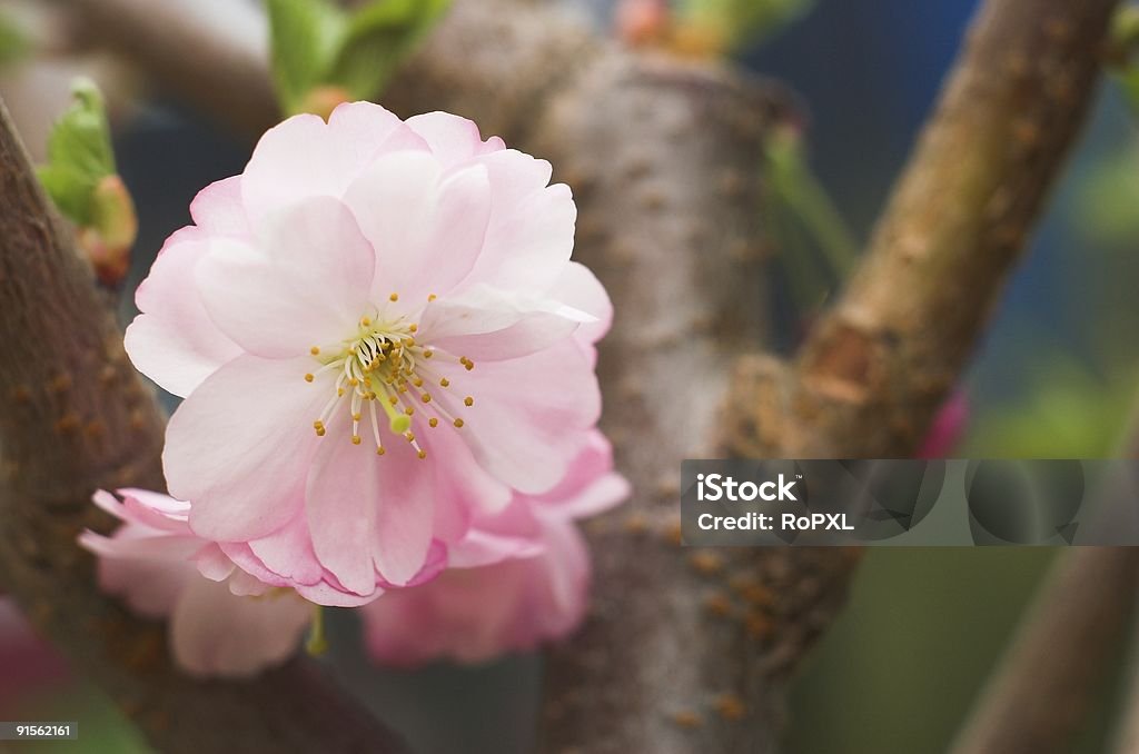 Fleur de cerisier - Photo de Amande libre de droits