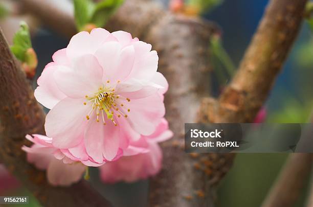 Flor De Cerejeira - Fotografias de stock e mais imagens de Alegria - Alegria, Amêndoa, Ao Ar Livre