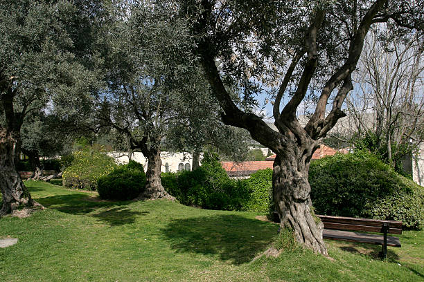 The oldest Olive tree in Europe at Roquebrune-Cap-Martin