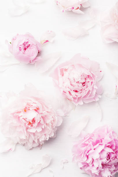 istock beautiful pink peony flower background 915623306