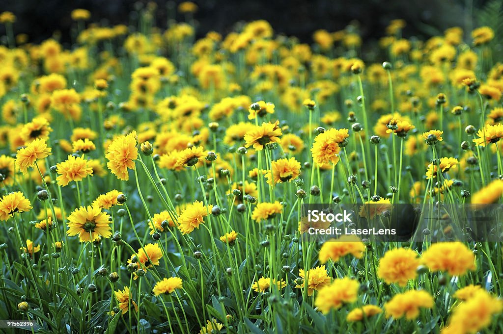 Carnations  Abundance Stock Photo