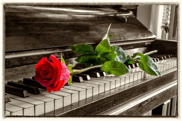 Mood Red rose on the grand piano keys. Vintage view. black and white rose stock pictures, royalty-free photos & images