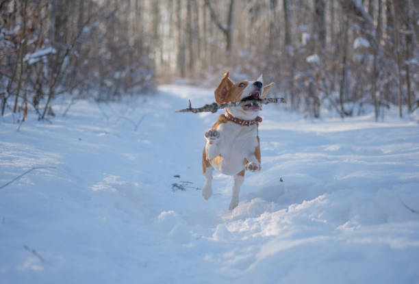 istock Beagle running around and playing with the winter forest 915624470