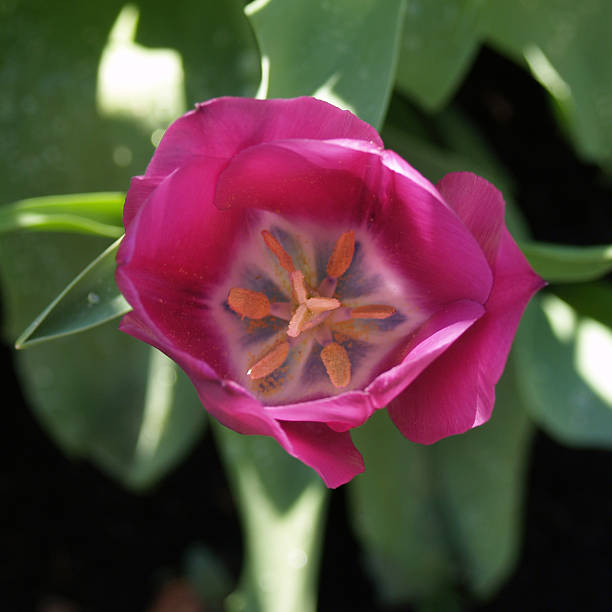 Tulpe, Nahaufnahme – Foto