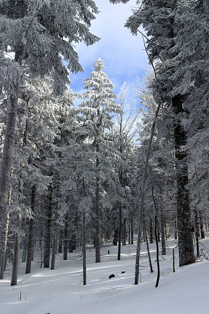 istock Fir forest in winter bavaria near Lahm 91562509