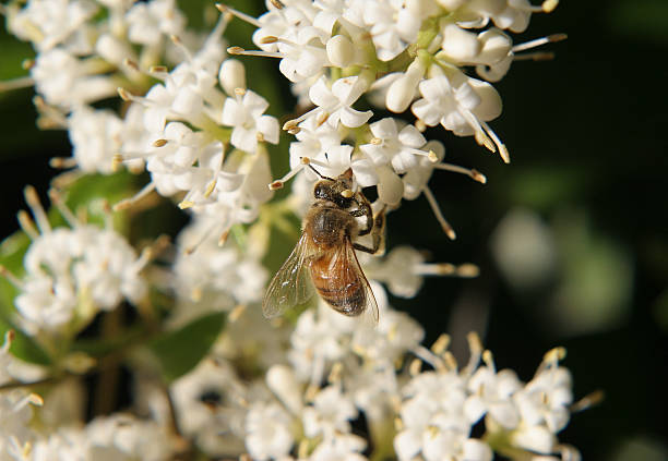 Bee Collecting Pollen stock photo