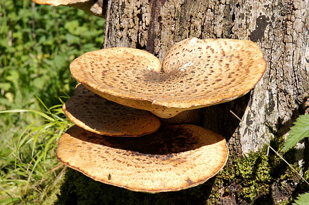 Soporte para hongos - foto de stock