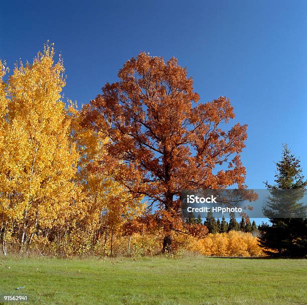 Jesień Oak I Poplar - zdjęcia stockowe i więcej obrazów Bez ludzi - Bez ludzi, Bezchmurne niebo, Brzoza