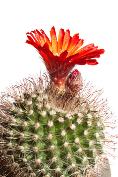 istock Beautiful blooming cactus flower 915629944
