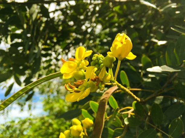 istock yellow Senna siamea flower 915629946