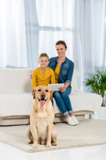 istock mother and son using tablet together with dog sitting on floor and looking at camera on foreground 915630124