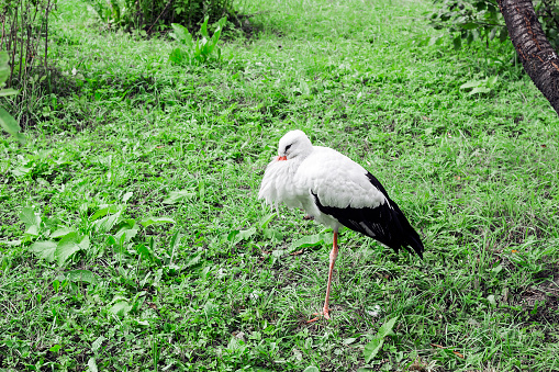 White Stork on green grass, summer day