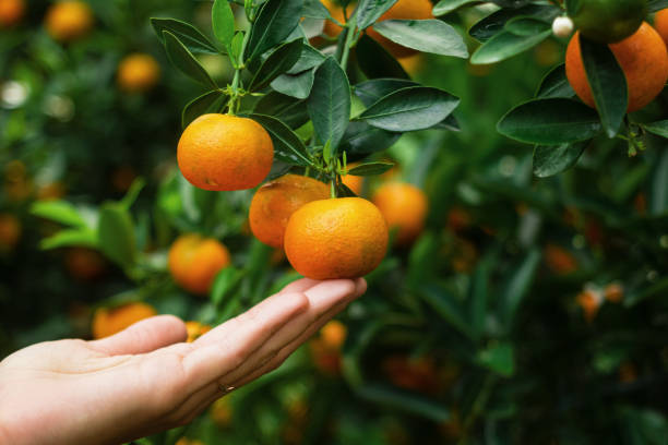 Hand of woman is holding of mandarin from a tree. Hue, Vietnam. Hand of woman is holding of mandarin from a tree. Hue, Vietnam. kumquat stock pictures, royalty-free photos & images