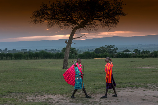 African Masai Warriors ( fight drill )at Sunrise with Acacia Tree