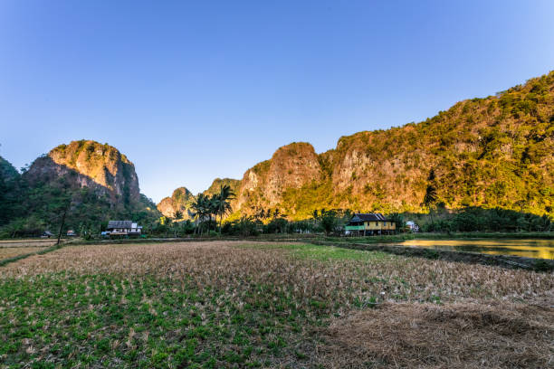 istock limestone forest in South Sulawesi Indonesia 915640678