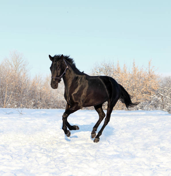 istock Gorgeous black stallion galloping on snow field 915643446