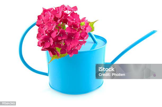 Pink Hortensia With Blue Watering Can Stock Photo - Download Image Now - Blue, Color Image, Cut Out