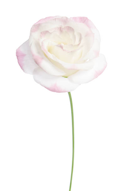 istock Beautiful Eustoma flower isolated on white background 915643550
