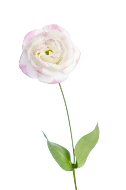 istock Beautiful Eustoma flower isolated on white background 915643552