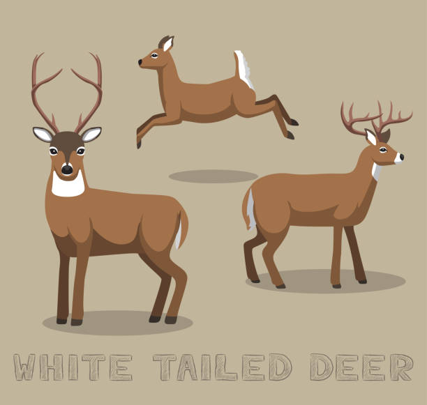 Deer White-tailed Cartoon Vector Illustration Animal Cartoon EPS10 File Format white tailed stock illustrations