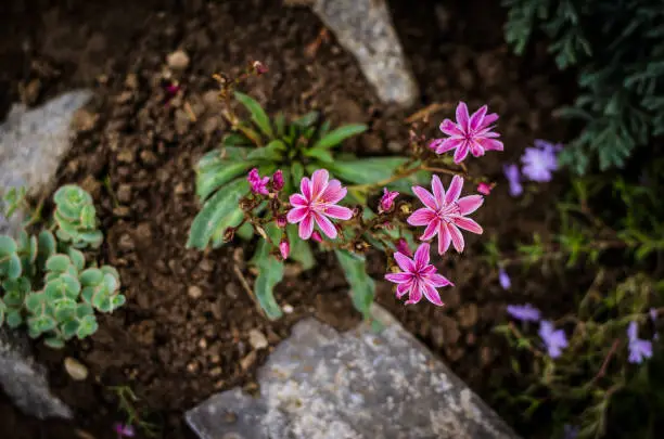 flowers and succulents in rock-garden