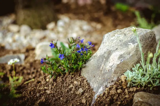 flowers and succulents in rock-garden