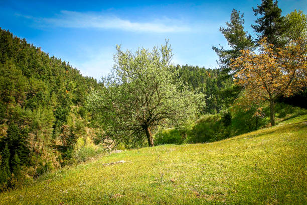 árboles en campo verde de la hierba bajo el cielo azul. - scenics multi colored greece blue fotografías e imágenes de stock