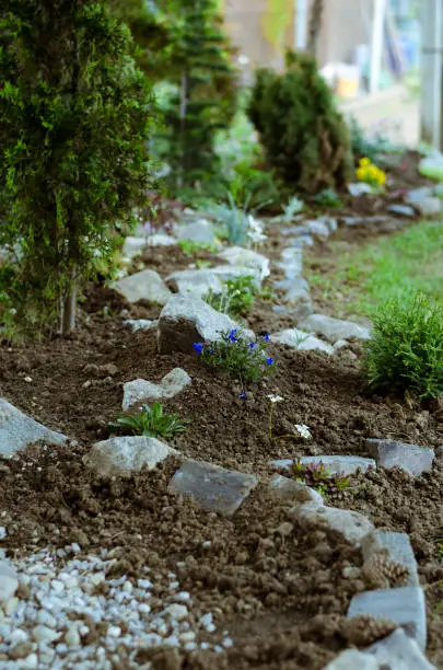 flowers and succulents in rock-garden