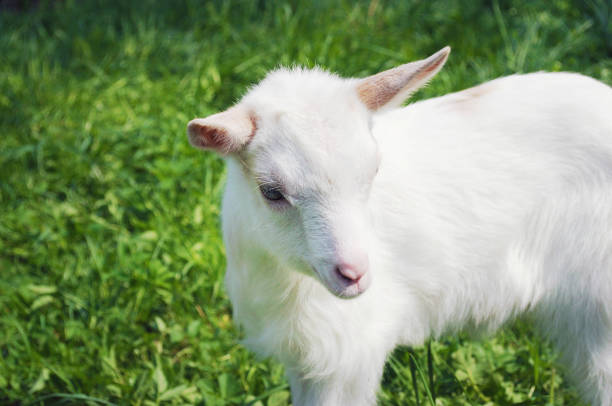 goats kid isolated on white