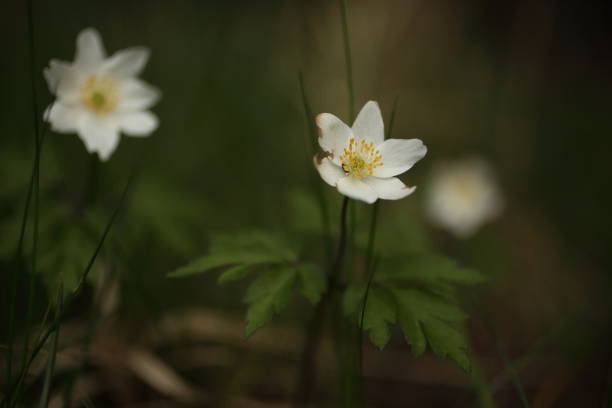 istock anemones in the woods 915645686