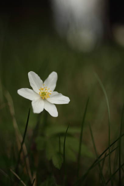 istock anemones in the woods 915645706