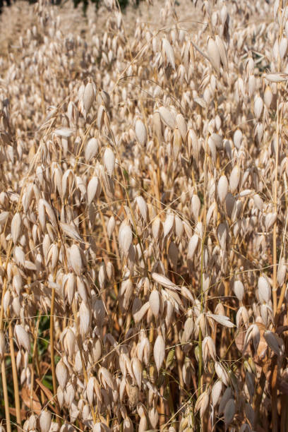 istock Field of oats 915645746