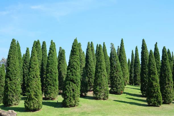 istock Pine tree in the garden. 915648272