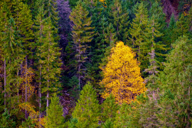 istock Mountain forest in autumn colors 915648422
