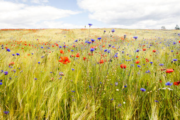 Blooming cornflowers and poppies in rye field on a sunny summer day