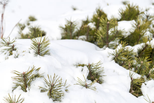istock Closeup of snow flake on spruce pine tree leaf 915656080